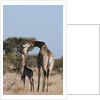 Southern giraffe (Giraffa camelopardalis) by Anonymous