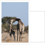 Southern giraffe (Giraffa camelopardalis) by Anonymous