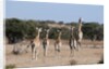 Southern giraffe (Giraffa camelopardalis) by Anonymous