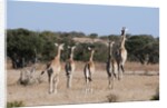 Southern giraffe (Giraffa camelopardalis) by Anonymous