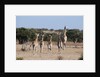 Southern giraffe (Giraffa camelopardalis) by Anonymous