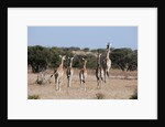 Southern giraffe (Giraffa camelopardalis) by Anonymous