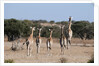 Southern giraffe (Giraffa camelopardalis) by Anonymous