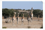 Southern giraffe (Giraffa camelopardalis) by Anonymous