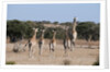 Southern giraffe (Giraffa camelopardalis) by Anonymous