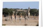 Southern giraffe (Giraffa camelopardalis) by Anonymous
