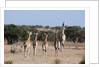 Southern giraffe (Giraffa camelopardalis) by Anonymous