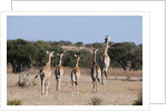Southern giraffe (Giraffa camelopardalis) by Anonymous