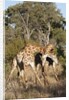 Southern giraffe (Giraffa camelopardalis) by Anonymous