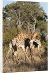 Southern giraffe (Giraffa camelopardalis) by Anonymous