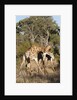 Southern giraffe (Giraffa camelopardalis) by Anonymous