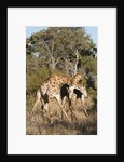Southern giraffe (Giraffa camelopardalis) by Anonymous