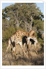 Southern giraffe (Giraffa camelopardalis) by Anonymous