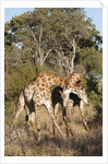 Southern giraffe (Giraffa camelopardalis) by Anonymous