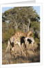 Southern giraffe (Giraffa camelopardalis) by Anonymous