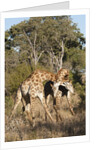 Southern giraffe (Giraffa camelopardalis) by Anonymous