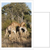 Southern giraffe (Giraffa camelopardalis) by Anonymous