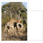 Southern giraffe (Giraffa camelopardalis) by Anonymous