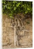 Typical tree by Anonymous