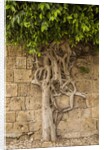 Typical tree by Anonymous