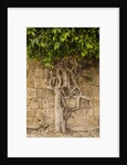 Typical tree by Anonymous