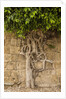 Typical tree by Anonymous