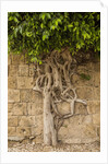 Typical tree by Anonymous