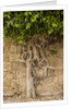 Typical tree by Anonymous