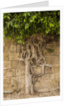 Typical tree by Anonymous
