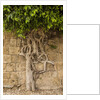 Typical tree by Anonymous