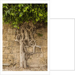 Typical tree by Anonymous