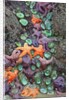 Starfish and rock formations along Indian Beach, Oregon Coast by Anonymous