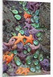 Starfish and rock formations along Indian Beach, Oregon Coast by Anonymous