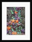 Starfish and rock formations along Indian Beach, Oregon Coast by Anonymous