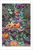 Starfish and rock formations along Indian Beach, Oregon Coast by Anonymous