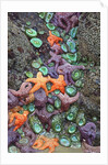 Starfish and rock formations along Indian Beach, Oregon Coast by Anonymous