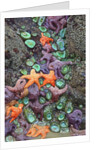 Starfish and rock formations along Indian Beach, Oregon Coast by Anonymous