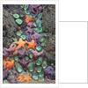 Starfish and rock formations along Indian Beach, Oregon Coast by Anonymous
