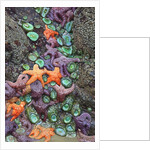 Starfish and rock formations along Indian Beach, Oregon Coast by Anonymous