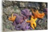 Starfish and rock formations along Indian Beach, Oregon Coast by Anonymous