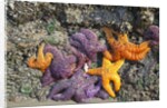 Starfish and rock formations along Indian Beach, Oregon Coast by Anonymous