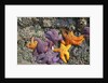 Starfish and rock formations along Indian Beach, Oregon Coast by Anonymous