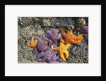 Starfish and rock formations along Indian Beach, Oregon Coast by Anonymous