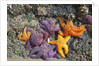 Starfish and rock formations along Indian Beach, Oregon Coast by Anonymous