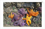 Starfish and rock formations along Indian Beach, Oregon Coast by Anonymous