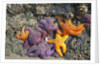 Starfish and rock formations along Indian Beach, Oregon Coast by Anonymous