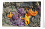 Starfish and rock formations along Indian Beach, Oregon Coast by Anonymous