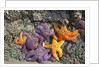 Starfish and rock formations along Indian Beach, Oregon Coast by Anonymous