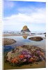 Starfish and rock formations along Indian Beach, Oregon Coast by Anonymous