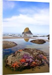 Starfish and rock formations along Indian Beach, Oregon Coast by Anonymous
